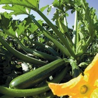 Graines potagères COURGETTE verte cylindrique CASSIOPEE F1 - Graineterie A. DUCRETTET