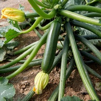 Graines potagères COURGETTE verte cylindrique BIO CASSIOPEE F1 - Graineterie A. DUCRETTET