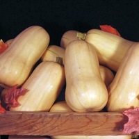 Graines potagères COURGE BUTTERNUT VICTORY F1 - Graineterie A. DUCRETTET