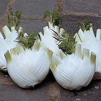 Production Biologique - FENOUIL BULBE - Graineterie A. DUCRETTET