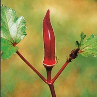 Graines potagères OKRA DU MEXIQUE Red burgundy rempl par ROUGE DE THIES (Hibiscus esculentus) - Graineterie A. DUCRETTET