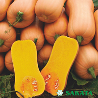 Graines potagères COURGE BUTTERNUT ARIEL F1 - Graineterie A. DUCRETTET