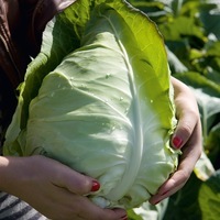 Graines potagères CHOU CABUS MURDOC F1 (Brassica oleracea capitata alba) - Graineterie A. DUCRETTET