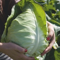 Graines potagères CHOU CABUS BIO MURDOC F1 (Brassica oleracera capitata alba) - Graineterie A. DUCRETTET