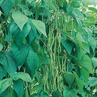  HARICOT A RAMES MANGETOUT HARICOT A RAMES MANGETOUT-EMERITE (Phaseolus vulgaris)-Graines non traitées - Graineterie A. DUCRETTET