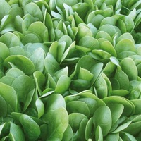 Graines potagères EPINARD BIO CORVAIR F1 - Graineterie A. DUCRETTET