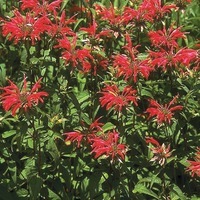 Graines potagères MONARDE GOLDMELISSE (Monarda didyma) - Graineterie A. DUCRETTET