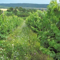Graines potagères ENGRAIS VERT BIO MÉLANGE VITIVERT - Graineterie A. DUCRETTET