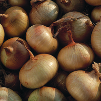 Graines potagères OIGNON Jaune des Cévennes (Allium cepa) - Graineterie A. DUCRETTET