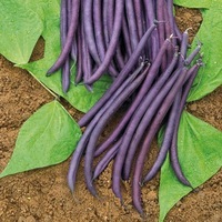Graines potagères HARICOT NAIN MANGETOUT AMETHYST - Graineterie A. DUCRETTET