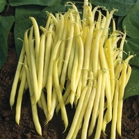 Graines potagères HARICOT NAIN MANGETOUT BIO MAJOR - Graineterie A. DUCRETTET