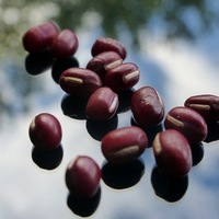 Production Biologique - HARICOT NAIN A ECOSSER - Graineterie A. DUCRETTET