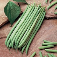  HARICOT NAIN MANGETOUT HARICOT NAIN MANGETOUT-ARGUS (Phaseolus vulgaris)-Graines non traitées - Graineterie A. DUCRETTET