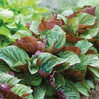 Graines potagères PERILLA ou SHISO A feuilles bicolores (Perilla fructescens) - Graineterie A. DUCRETTET