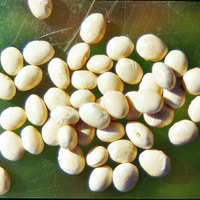  HARICOT NAIN A ECOSSER HARICOT NAIN A ECOSSER-COCO BLANC PRÉCOCE (Phaseolus vulgaris)-Graines biologiques certifiées - Graineterie A. DUCRETTET