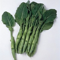 Graines potagères CHOUX ASIATIQUES DIVERS KAILAAN (Brassica alboglabra) - Graineterie A. DUCRETTET