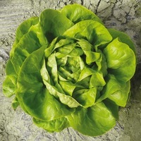 Graines potagères LAITUE ABRI TOUS TYPES BIO POMMEE FAKTO - Graineterie A. DUCRETTET