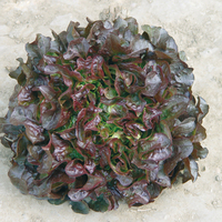 Graines potagères LAITUE ABRI TOUS TYPES SALAD BOWL ROUGE (Lactuca sativa) - Graineterie A. DUCRETTET