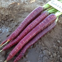 Graines potagères CAROTTE PURPLE ELITE F1 (Daucus carota) - Graineterie A. DUCRETTET