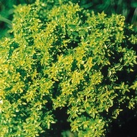  BASILIC BASILIC-Finissimo verde ou Grec (Ocimum basilicum)-Graines non traitées - Graineterie A. DUCRETTET