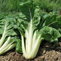 Graines de fleurs POIREE BIO Verte à carde blanche 3 - Graineterie A. DUCRETTET