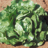 Graines potagères LAITUE POMMEE - plein champ NOVAPPIA (Lactuca sativa) - Graineterie A. DUCRETTET