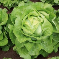 Graines potagères LAITUE POMMEE - plein champ CELESTI (Lactuca sativa) - Graineterie A. DUCRETTET