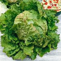 Graines potagères LAITUE BATAVIA - plein champ ROUGE GRENOBLOISE (Lactuca sativa) - Graineterie A. DUCRETTET