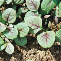  AMARANTHE AMARANTHE-A feuilles bicolore (Amaranthus mangostanus)-Graines non traitées - Graineterie A. DUCRETTET