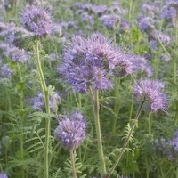 Graines potagères ENGRAIS VERT PHACÉLIE (Phacelia tanacetifolia) - Graineterie A. DUCRETTET