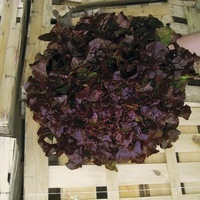 Graines potagères LAITUE F. DE CHENE - plein champ BIO OPALIX - Graineterie A. DUCRETTET
