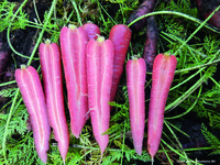  CAROTTE CAROTTE-RUBY PRINCE F1 (Daucus carota)-Graines traitées - Graineterie A. DUCRETTET