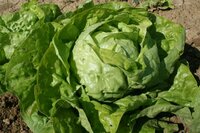 Graines potagères LAITUE POMMEE - plein champ MERVEILLE D'HIVER (Lactuca sativa) - Graineterie A. DUCRETTET