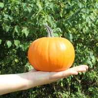 Graines potagères COURGE HALLOWEEN BABY BEAR - Graineterie A. DUCRETTET