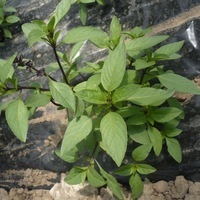  BASILIC BASILIC-Réglisse (Ocimum basilicum)-Graines biologiques certifiées - Graineterie A. DUCRETTET