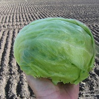 Graines potagères LAITUE ICEBERG - plein champ TEMPLIN - Graineterie A. DUCRETTET