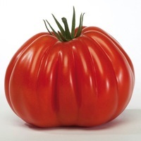 Graines potagères TOMATE CÔTELEE VOLUPTUOSO F1 (Solanum lycopersicum) - Graineterie A. DUCRETTET