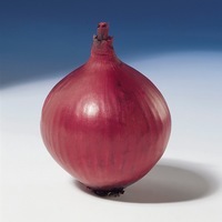 Graines potagères OIGNON RED BARON (Allium cepa) - Graineterie A. DUCRETTET