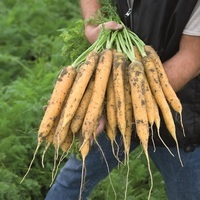 Graines potagères CAROTTE MELLO YELLO F1 (Daucus carota) - Graineterie A. DUCRETTET