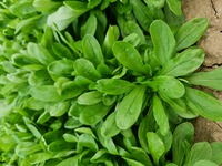 Graines potagères MACHE (ou Rampon ou Doucette ou Salade de blé) BAVAL (Valerianella locusta) - Graineterie A. DUCRETTET