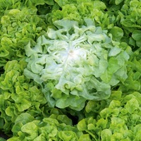 Graines potagères LAITUE F. DE CHENE - plein champ BIO ALZEVIR - Graineterie A. DUCRETTET