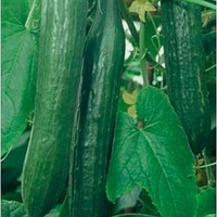 Graines potagères CONCOMBRE LONG HOLLANDAIS FEMSPOT F1 (Cucumis sativus) - Graineterie A. DUCRETTET