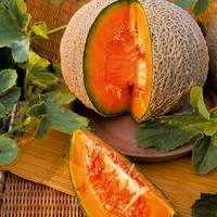 Graines potagères MELON BIO Sucrin de Tours - Graineterie A. DUCRETTET