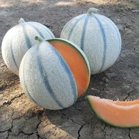 Graines potagères MELON BIO ARTEMIS F1 - Graineterie A. DUCRETTET
