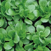 Graines potagères MACHE (ou Rampon ou Doucette ou Salade de blé) BIO GRANON - Graineterie A. DUCRETTET