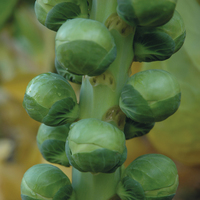 Graines potagères CHOU DE BRUXELLES STEADIA F1 (Brassica oleracera gemmifera) - Graineterie A. DUCRETTET