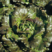  LAITUE BATAVIA - plein champ LAITUE BATAVIA - plein champ-CARMEN (Lactuca sativa)-Graines enrobées non traitées - Graineterie A. DUCRETTET