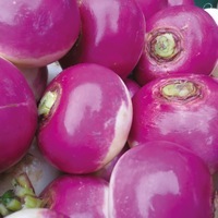  NAVET NAVET-RICHELIEU F1 (Brassica rapa subsp. rapa)-Graines traitées - Graineterie A. DUCRETTET