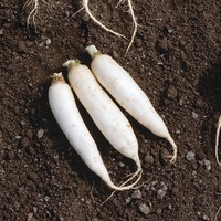  NAVET NAVET-De Croissy race IVORY (Brassica rapa subsp. rapa)-Graines non traitées - Graineterie A. DUCRETTET