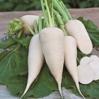 Graines potagères NAVET Blanc dur d'hiver (Brassica rapa subsp. rapa) - Graineterie A. DUCRETTET